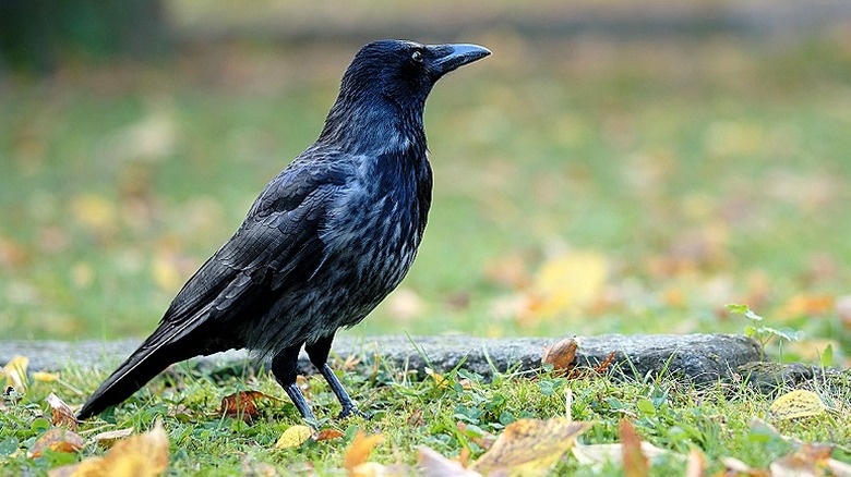 Crow standing on ground with grass and leaves looking in the distance