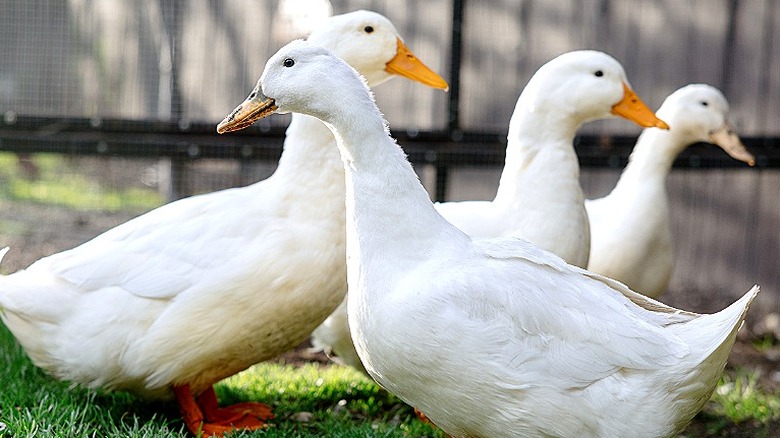 Four domesticated ducks in backyard