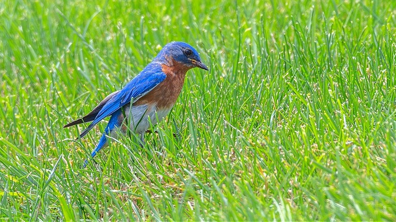 Eastern bluebird standing in grass
