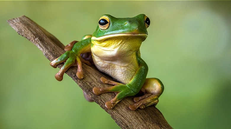 White-lipped frog on a branch