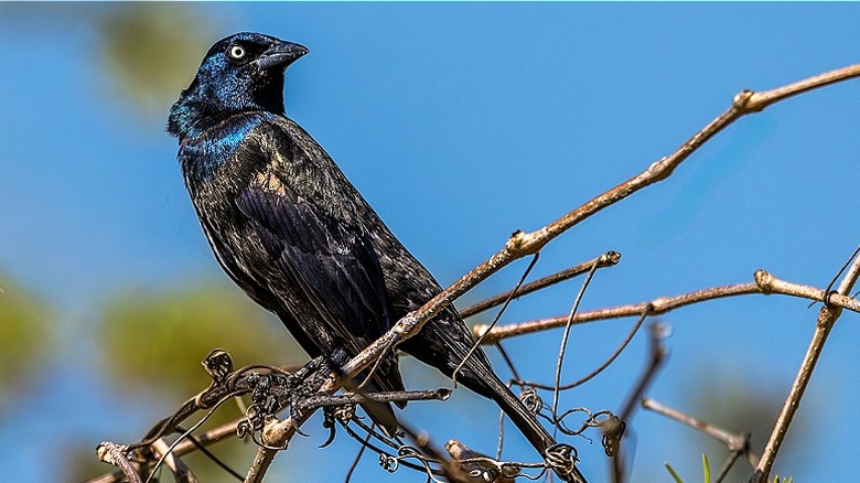 Grackle perched in leafless vines