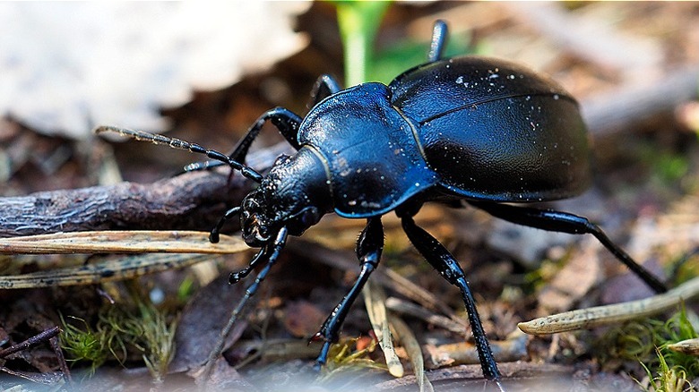 Close-up of a black beetle walking on a ground that's covered in leaves and twigs