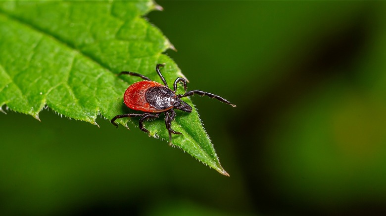 Close-up of tick on leaf