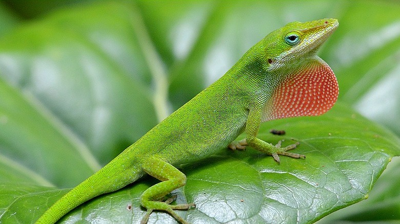Lizard with a red dewlap sits on a leaf