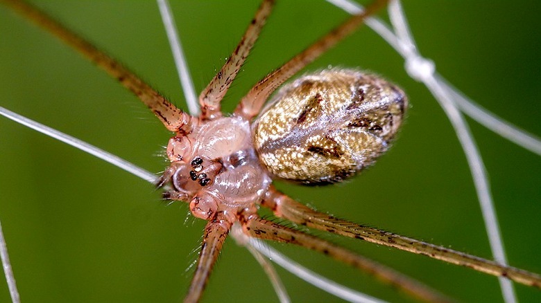 Close-up of a brown recluse spider