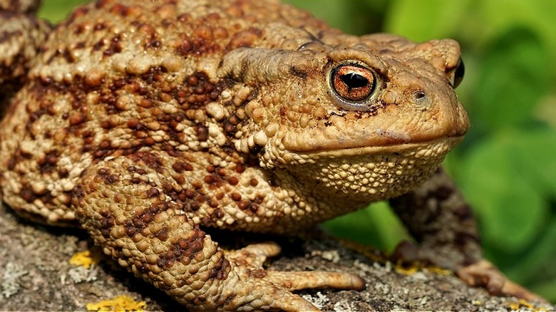 Common toad on a log