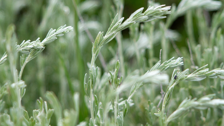 A closeup of bent artemisia sprigs growing from the shrub