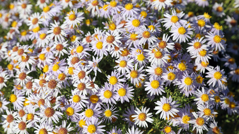A shrub full of many white boltonia flowers
