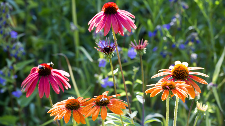 Several pink and orange coneflowers growing in a field under bright sunlight