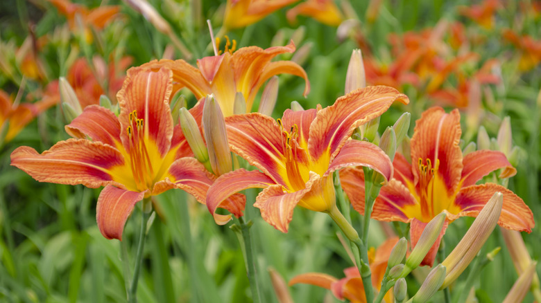 A closeup of several orange daylily flowers growing outside