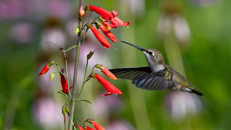 A closeup of a hummingbird feeding from firecracker penstemon flowers