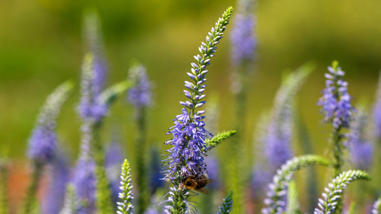 A closeup of a bee on a purple veronica flower