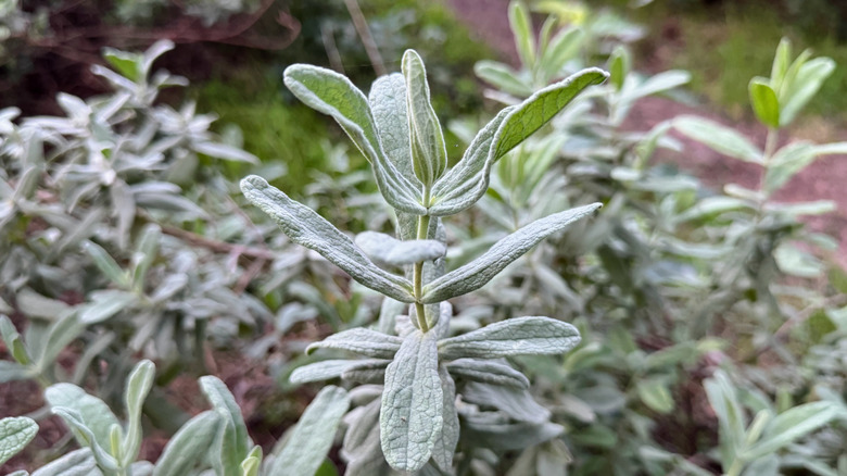 A closeup of a lamb's ear foliage