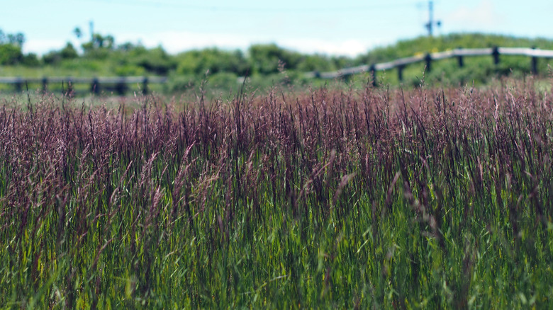 Purple moor grass growing in a row outside in front of a fence