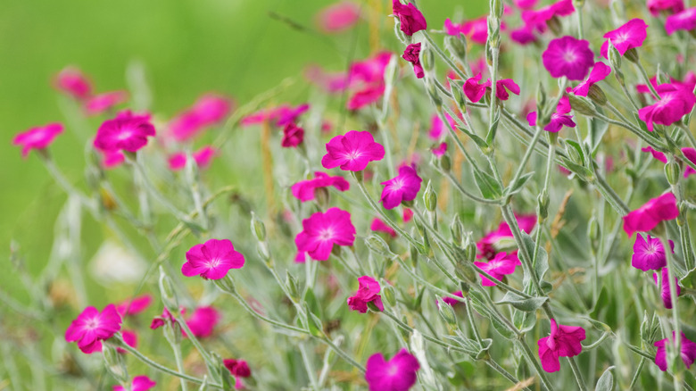 A closeup of a rose campion shrub with blooming magenta flowers