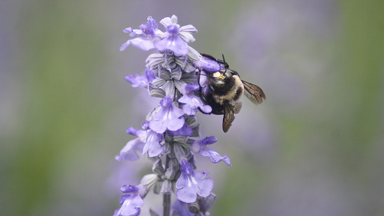 A closeup of a bee on a purple sage flower