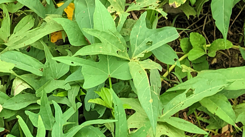 An overhead view of light green sweetpotato vine leaves