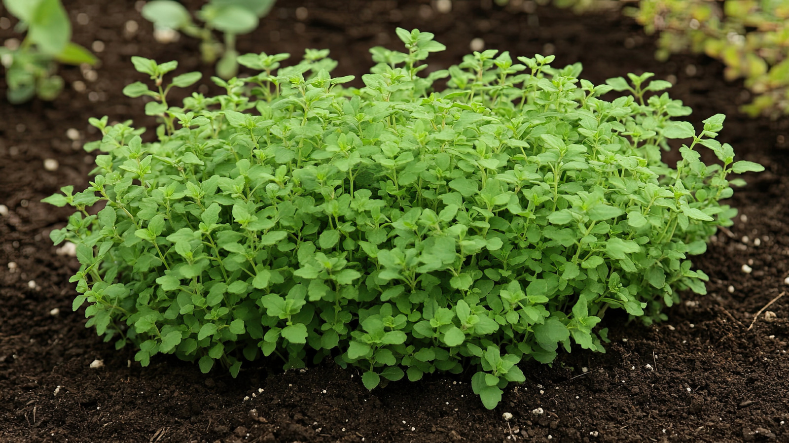 The 12 Best Companion Plants To Grow With Oregano In The Garden