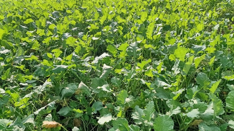 Thick growth of oilseed radish cover crop