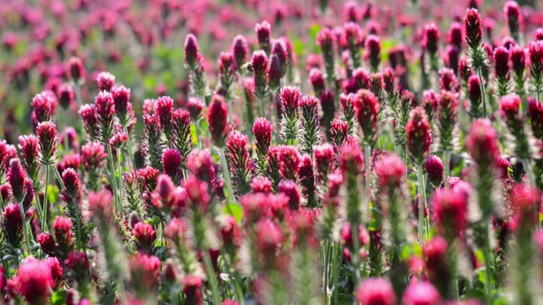 Distinct pink flowers of crimson clover