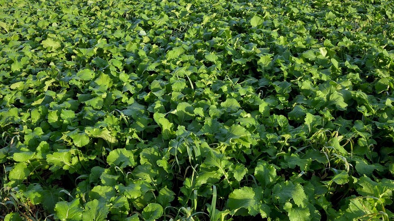 Closeup of field turnips planted as cover crop