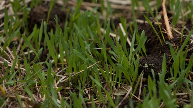 Closeup of winter rye seedlings growing
