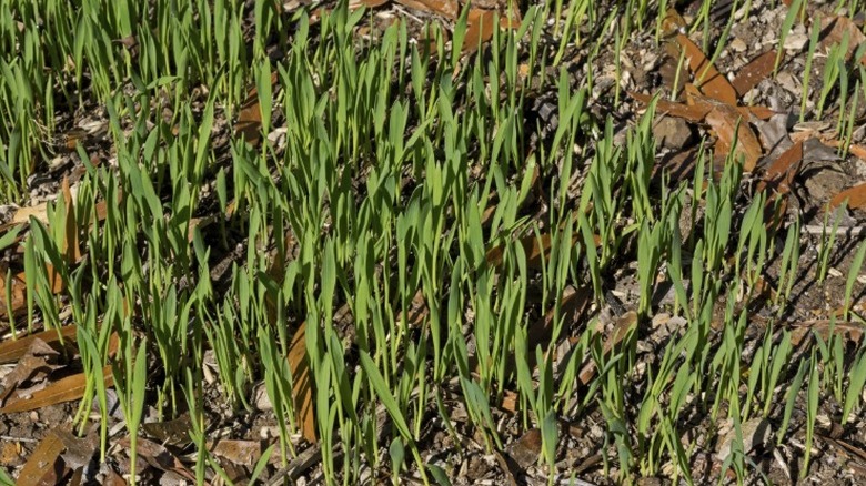 Oat seedlings growing as cover crop in fall