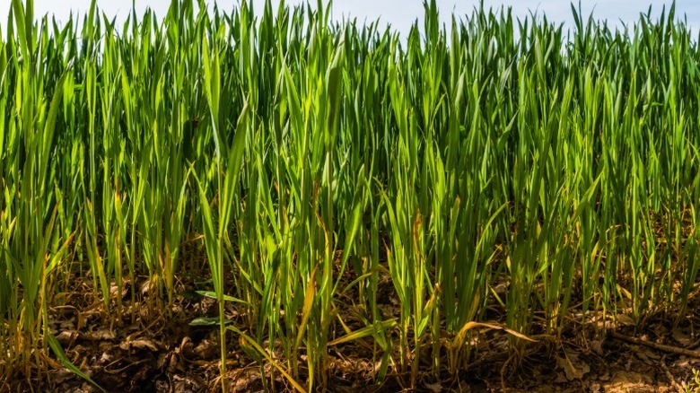 Barley cover crop growing in clumps