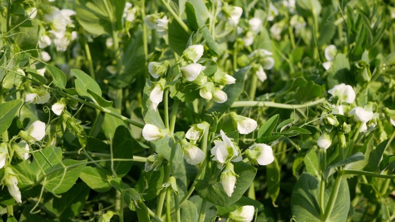 White flowering peas closeup of cover crop