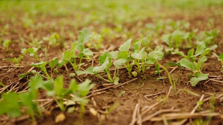 Tender young rapeseed growing in fall