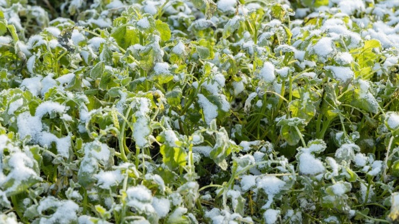 Snow-covered mustard greens planted as cover crop
