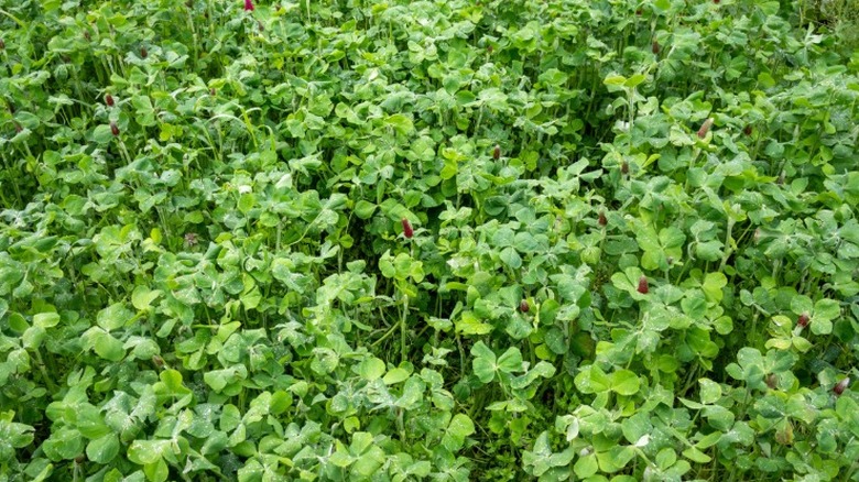Thick layer of clover growing as cover crop