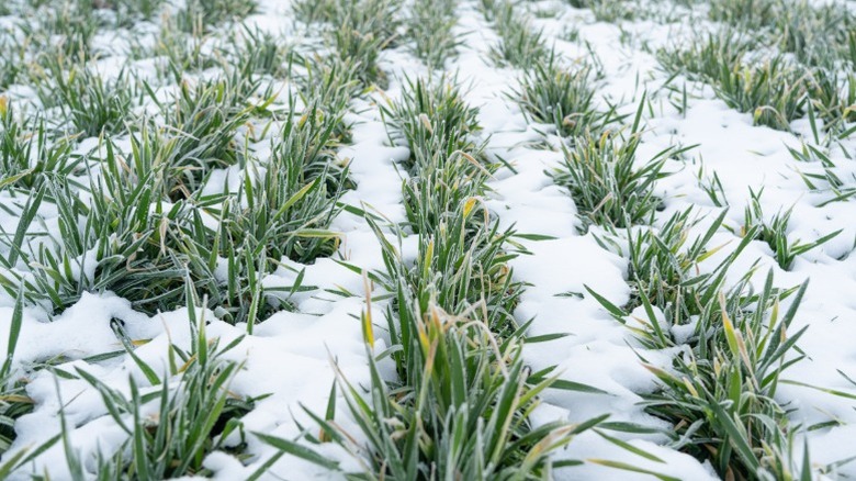 A field of winter wheat under snow