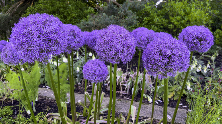 Garden bed filled with purple alliums in bloom