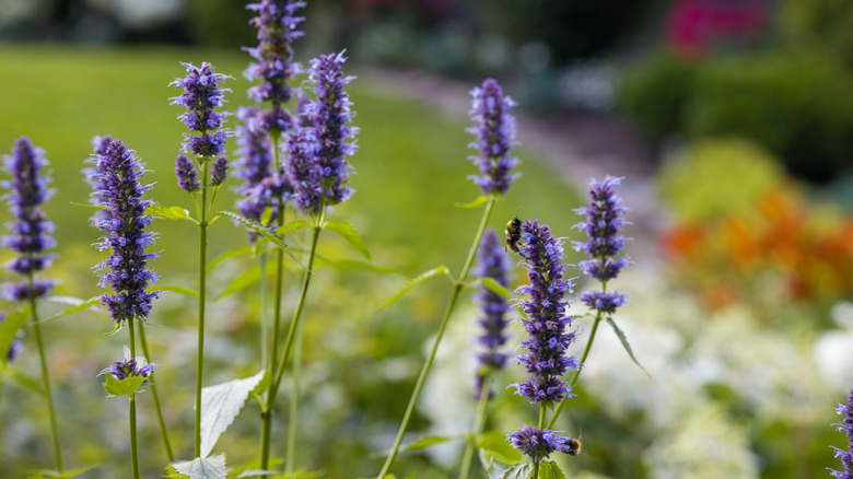 Close up of anise purple hyssop flowers blooming