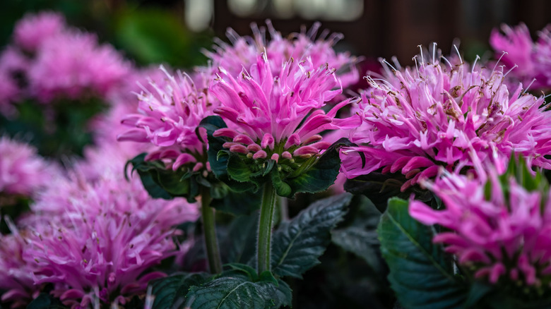 Blooming pink/purple bee balm
