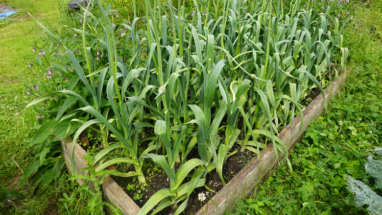 A bed of garlic plants