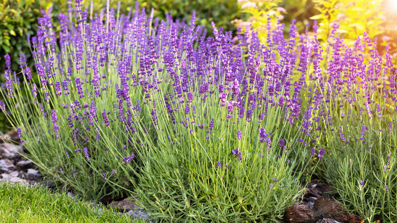 Lavender plants bursting with purple blooms in a garden