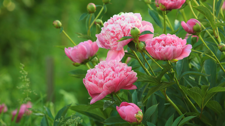 European peonies blooming in a garden