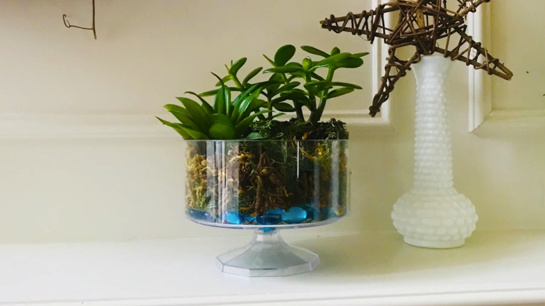 Clear trifle bowl on a shelf with blue pebbles and moss and suculent plants