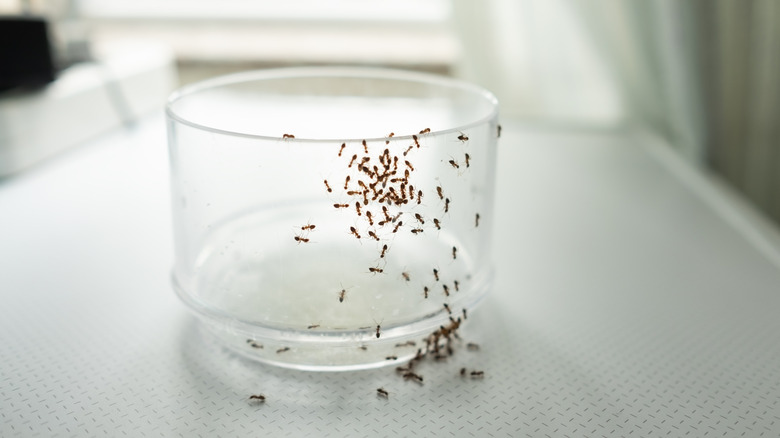 Ants swarming on a glass on a counter