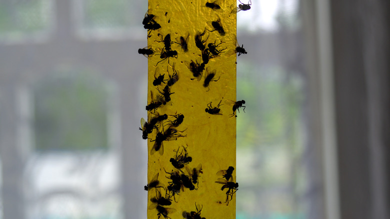 Fly strip covered with dead and trapped flies