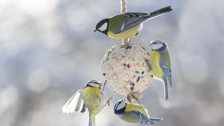 A flock of birds eating suet hanging from a rope