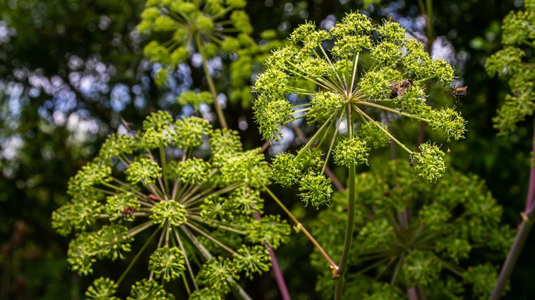 Angelica archangelica flowers in the shade