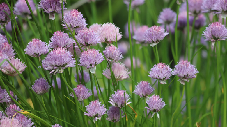 Chive flowers in full bloom