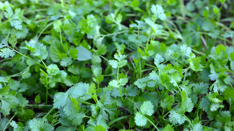Green cilantro leaves in a shady garden