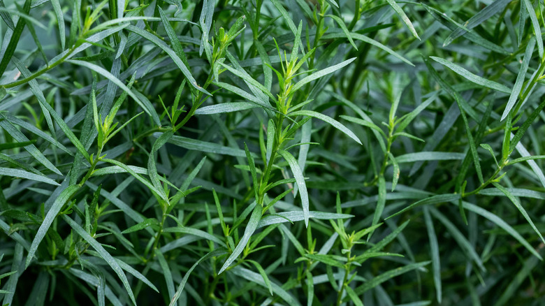 French tarragon growing in a shady garden