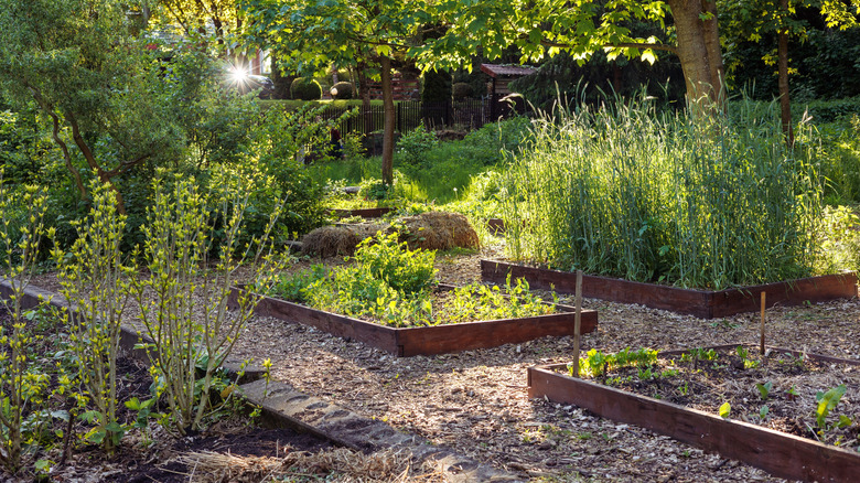 An herb garden with partial shade