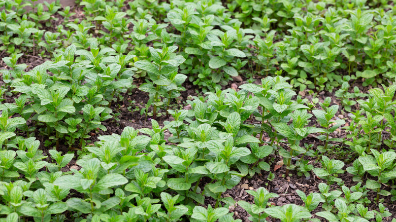 Lovage herb growing in rows in a garden