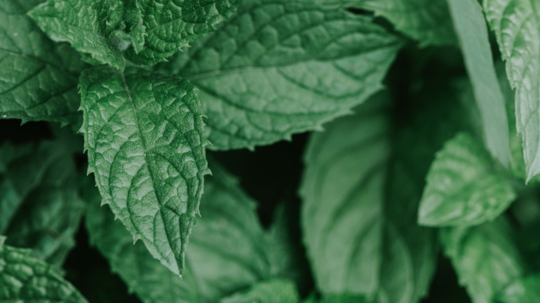 A close up image of green mint leaves